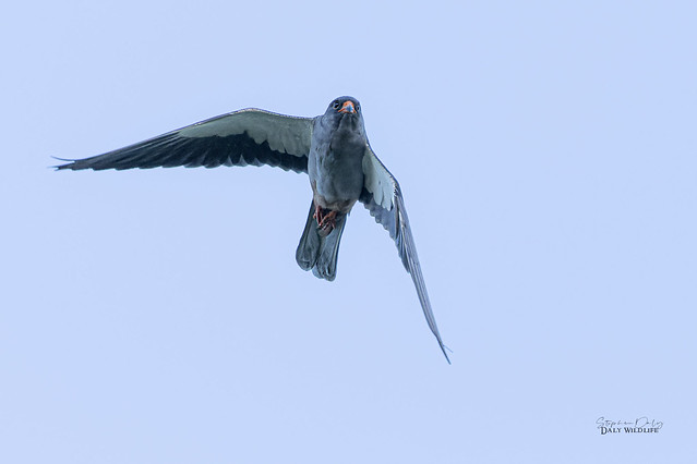 Amur Falcon, male (Falco amurensis)_6487