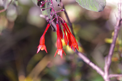 Fuchsia magellanica - DSC_0204