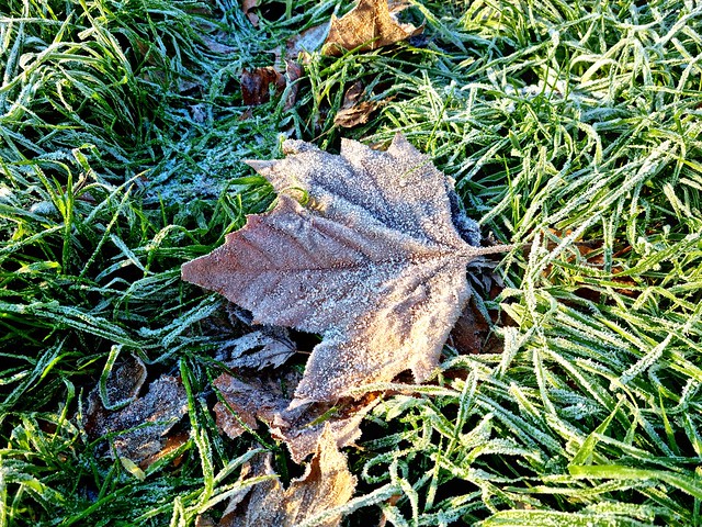 Frozen leaves [Explore 31.12.2022]