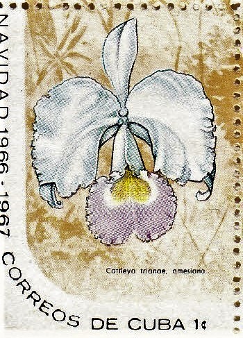 Cattleya trianae f. amesiana