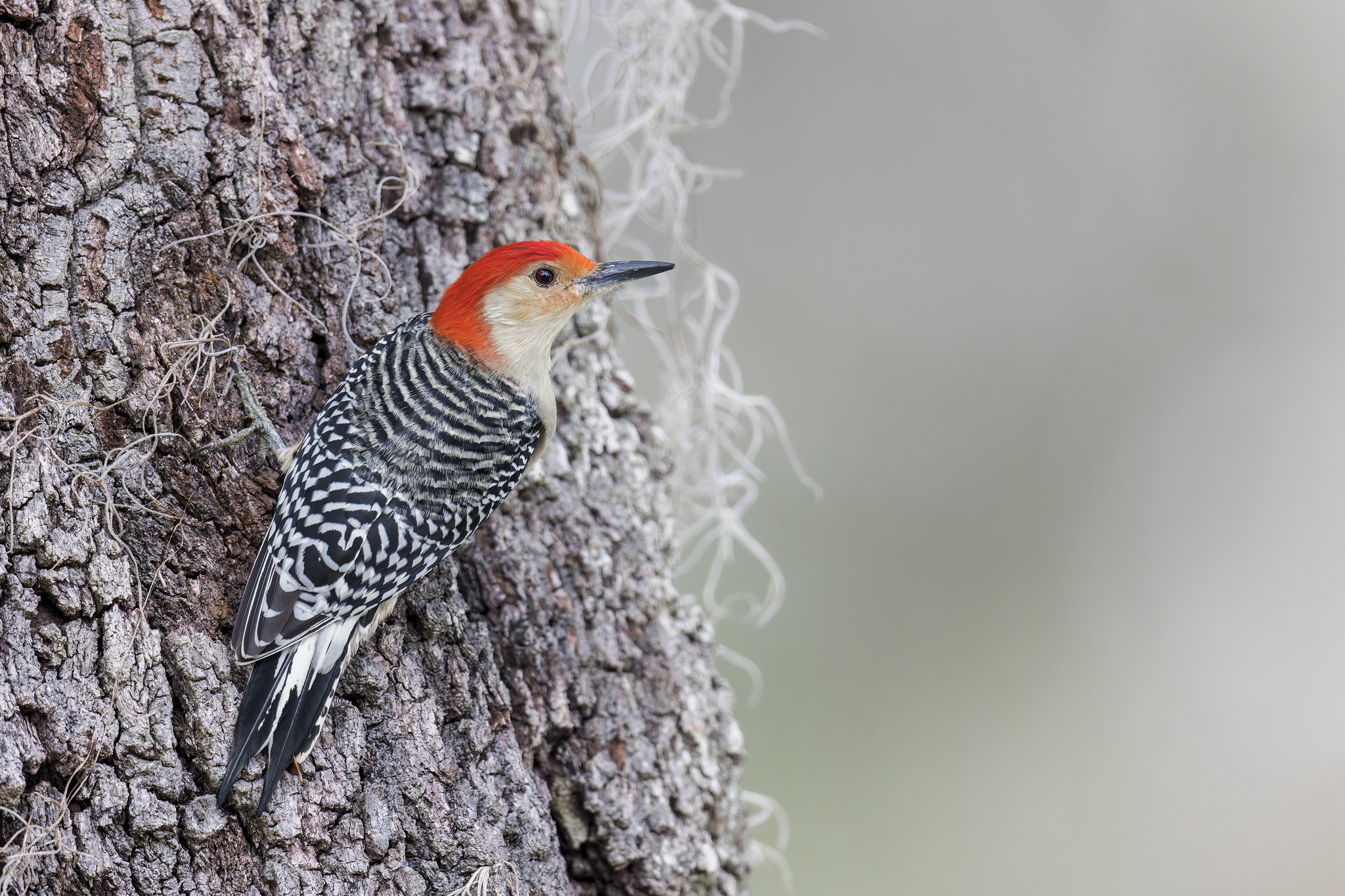Melanerpes carolinus | Red-bellied Woodpecker | karolinaspett