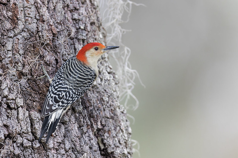 Melanerpes carolinus | Red-bellied Woodpecker | karolinaspett