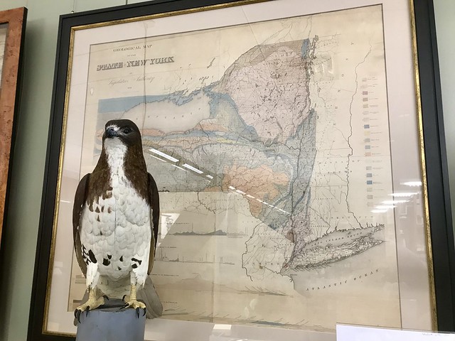 Red-Tailed Hawk & 1842 Geological Map of New York