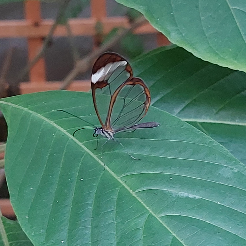 Butterflies, Stratford Butterfly Farm, First Batch