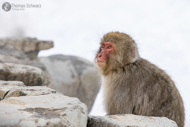 Japanese macaque at Jigokudani