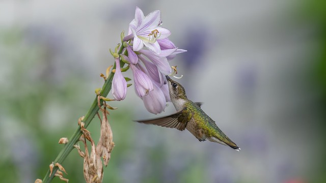 Hummingbird and Hosta