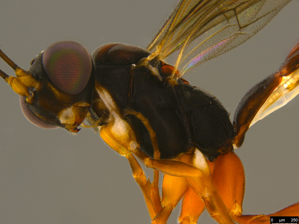 6b - Ichneumonidae sp.