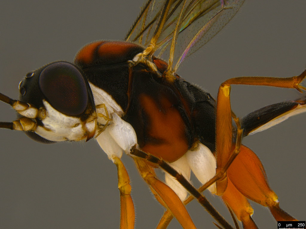 7b - Ichneumonidae sp.