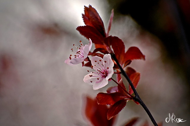Symbole de vie et de réussite : la fleur de cerisier