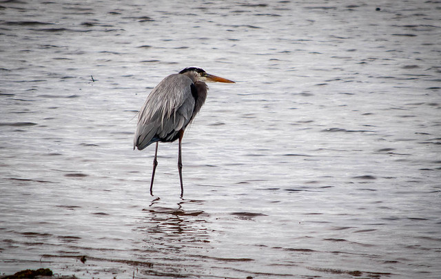 Heron Waiting for a Meal