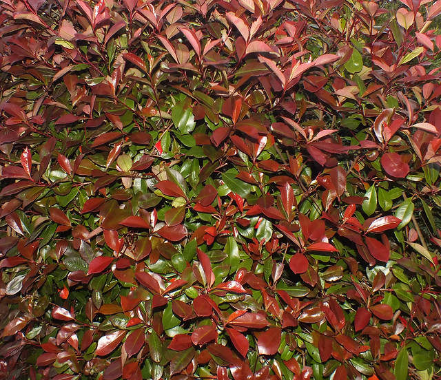 Red tip photinia (Photinia × fraseri)