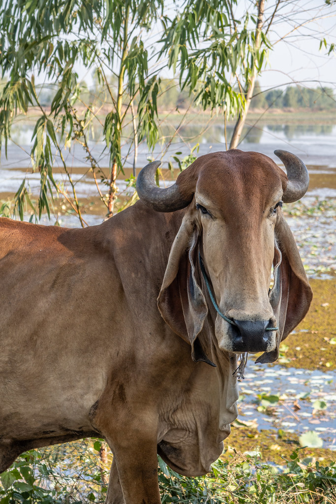 Thai Brahman โคไทยบารห์มัน - Bos indicus 2 | SierraSunrise | Flickr