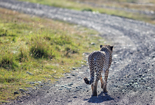 cheetah gepard acinonyxjubatus rearview rückansicht cat katze animal animals tiere nature natur wildlife 2011 olpejetaconservancy sweetwatersgamereserve kenya kenia africa afrika anymotion reisen travel 5d2 canoneos5dmarkii