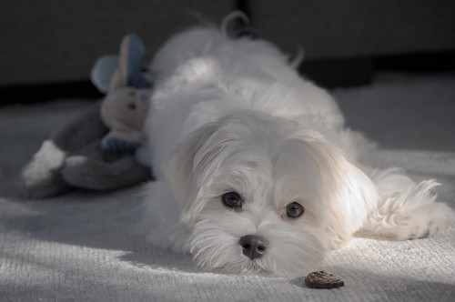 Yoshi Maltese Dog Relaxing