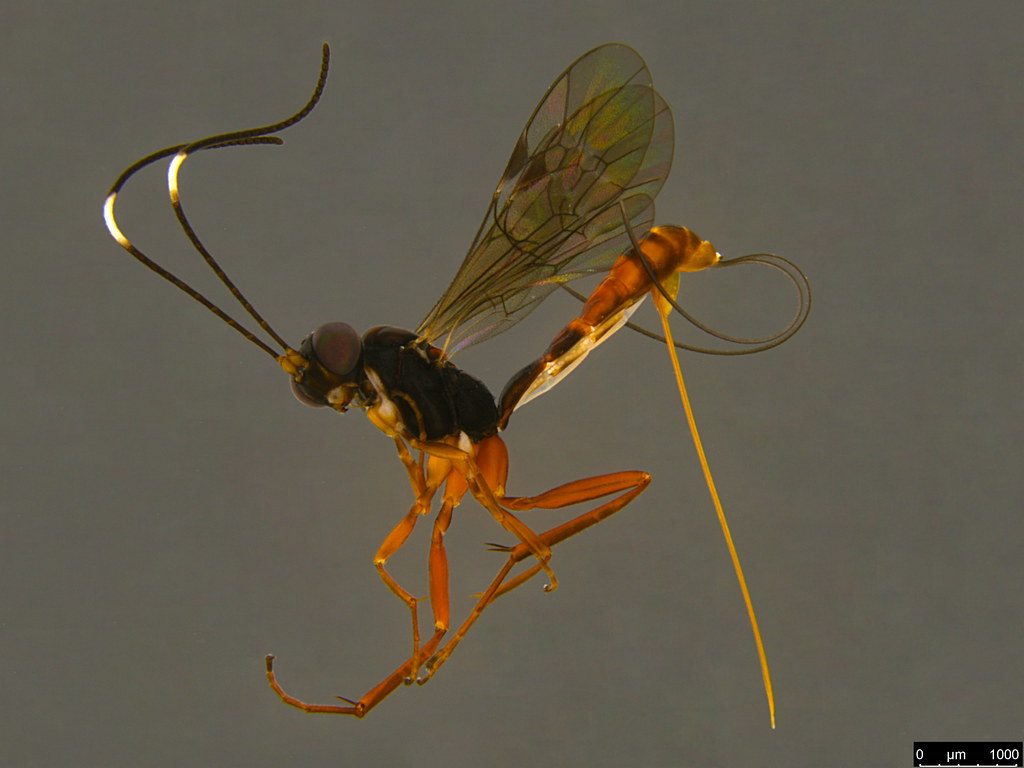 6a - Ichneumonidae sp.