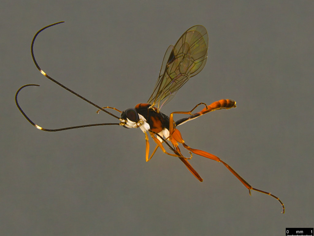 7a - Ichneumonidae sp.