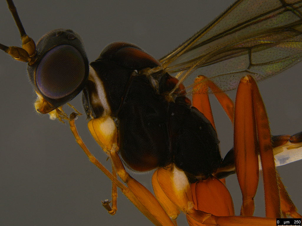 4b - Ichneumonidae sp.