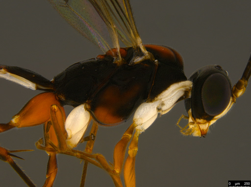 9b - Ichneumonidae sp.