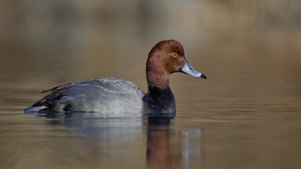 Redhead Drake A Redhead Drake | To conclude a week of posting ducks, and t… | Flickr