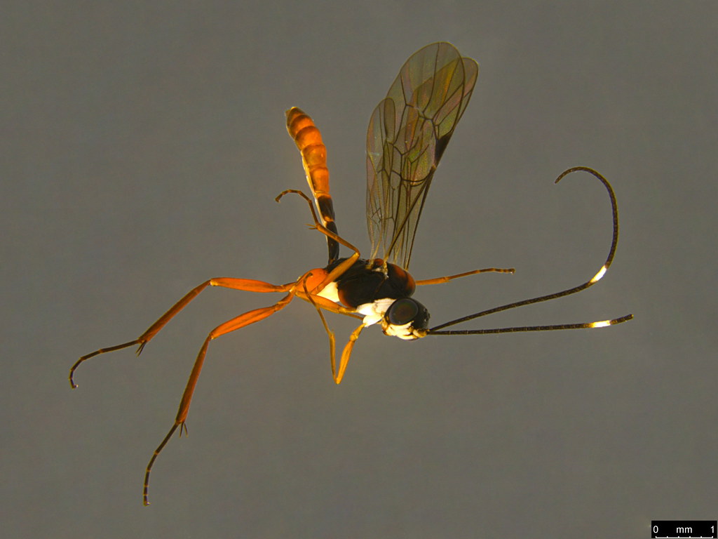 10a - Ichneumonidae sp.
