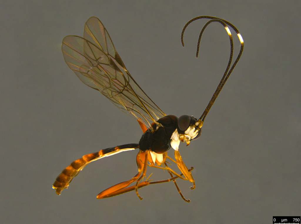 11a - Ichneumonidae sp.