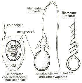 Cnidoplasto con nematocisti non scaricato - nematocisti con filamento urticante evaginato