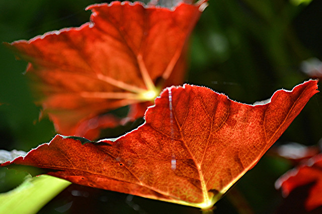 Glowing red Rex Begonia leaves