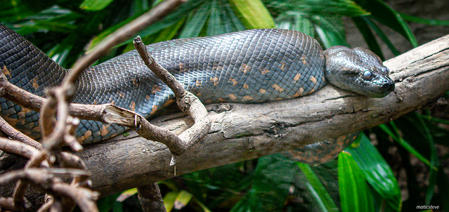 Amaru Zoologica Cuenca Snake