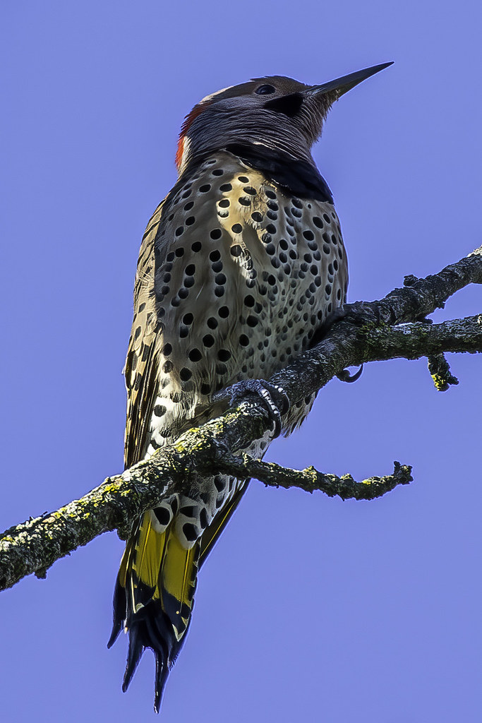 Showing his spots | Northern Flicker [Colaptes auratus] Peac… | Flickr