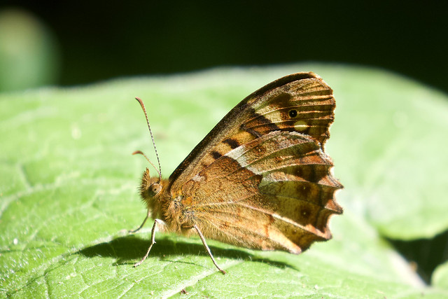 Canary Speckled Wood - Parage xiphioides