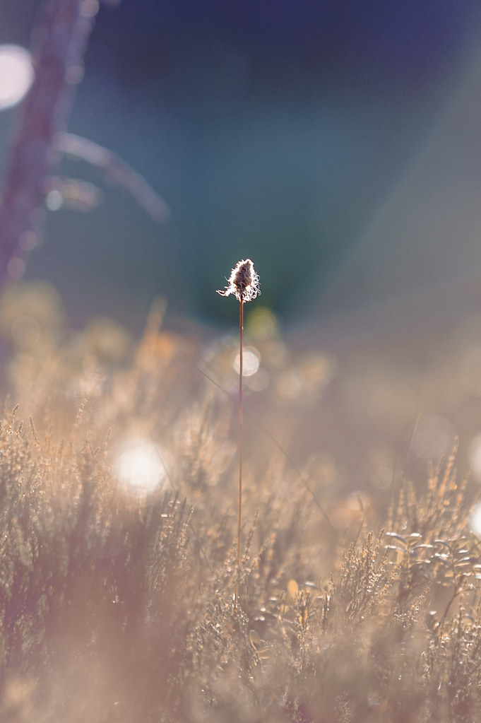 Lonely Cottongrass
