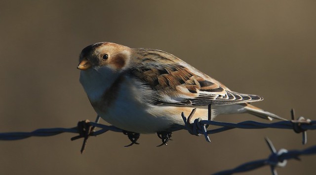 Snow Bunting on Barbed Wire - Cleeve Common