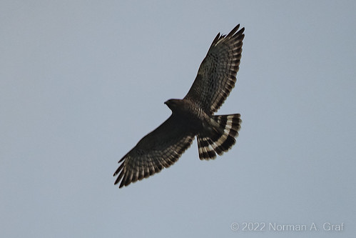 Broad-winged Hawk | by Norman Graf
