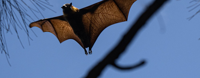 Is it a bat? ( or flying fox) explored