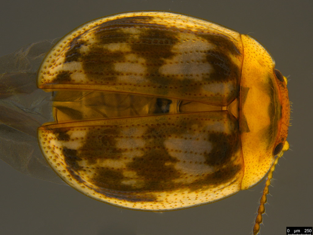 1b - Chrysomelidae sp.