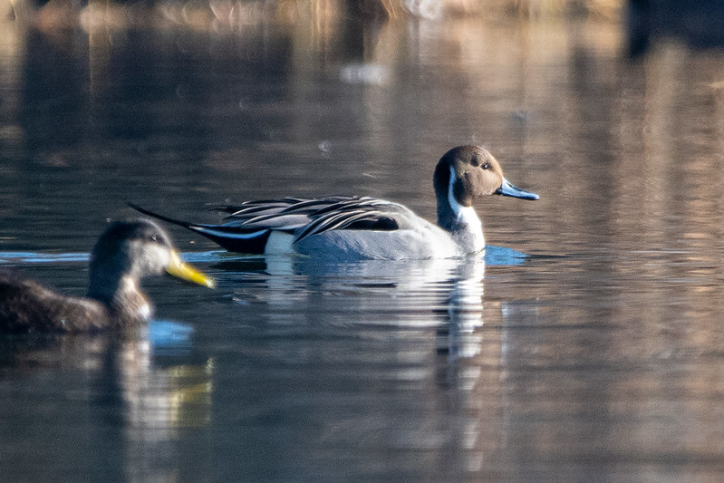 northern-pintail-male-american-black-duck-calvert-vaux-6464