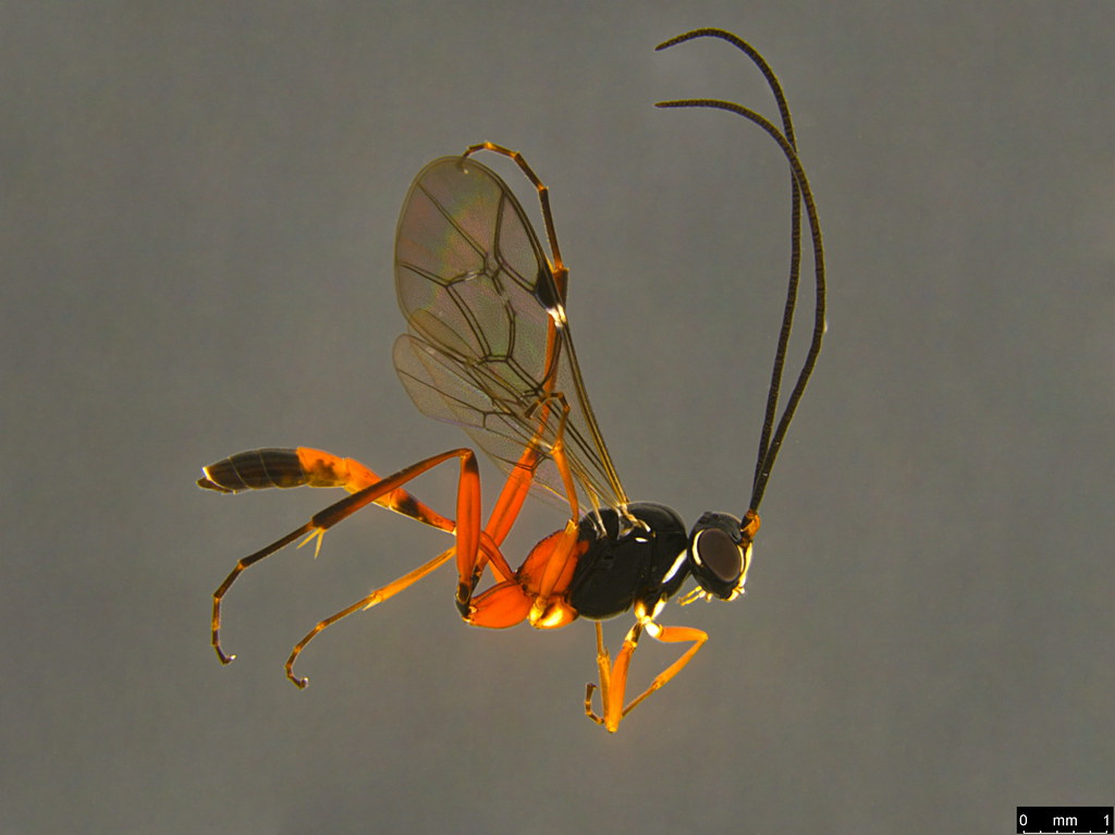 7a - Ichneumonidae sp.