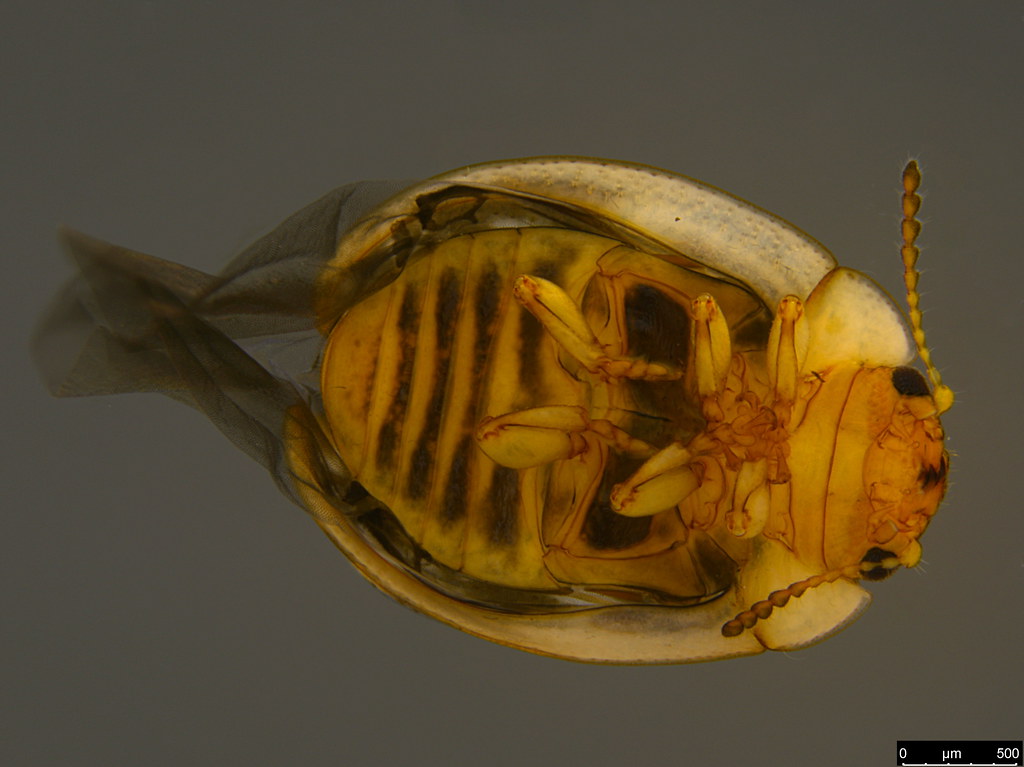 1c - Chrysomelidae sp.