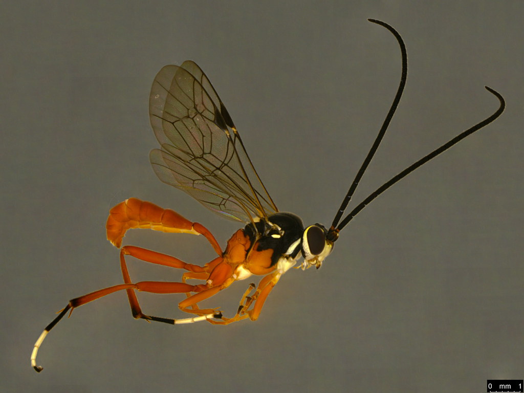 5a - Ichneumonidae sp.