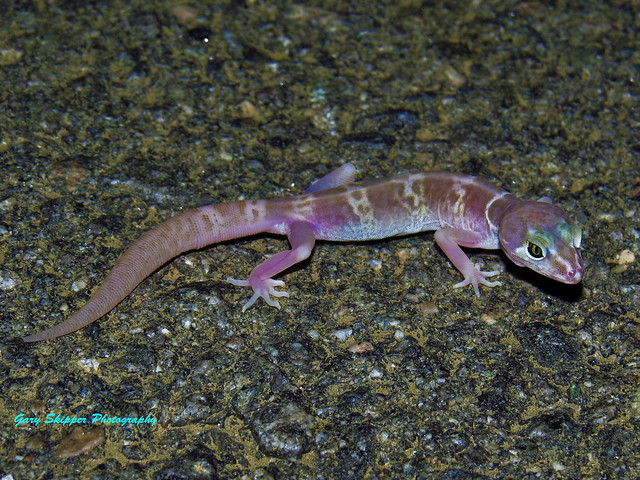 super colorful gecko-Joshua Tree NP