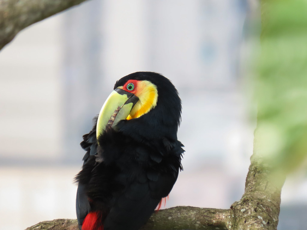Tucano-de-bico-verde/Red-breasted Toucan