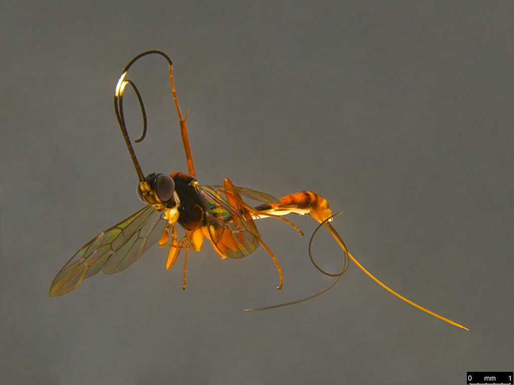 6c - Ichneumonidae sp.