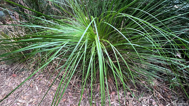 Xanthorrhoea arborea - Grass Tree