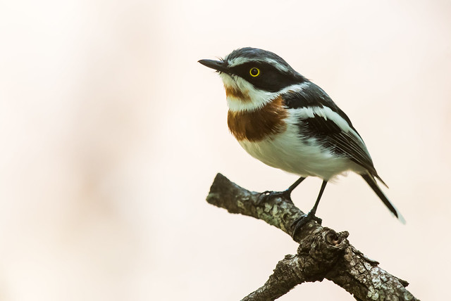 Female Chinspot batis (Batis molitor) perched on a branch