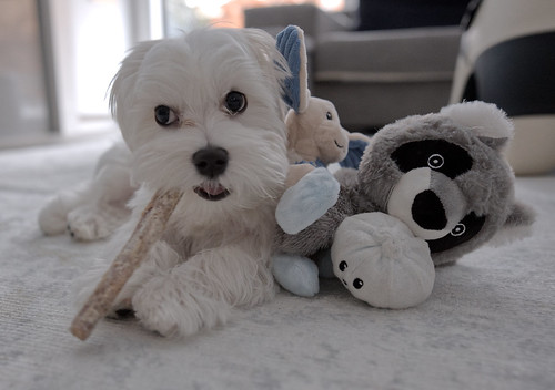 Yoshi with his toys