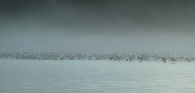 Canadian Geese in the Steam Fog (Explore Jan, 24 2024)