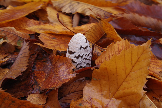 Emerging Magpie Inkcap among the leaves....