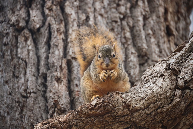 Fox Squirrels in Ann Arbor at the University of Michigan on December 9th, 2022
