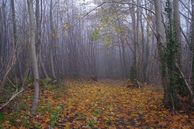 Still some amazing colours in Bysing Woods, Faversham on a freezing foggy walk.