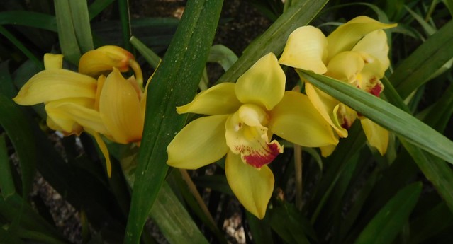 2023105-YELLOW ORCHIDS